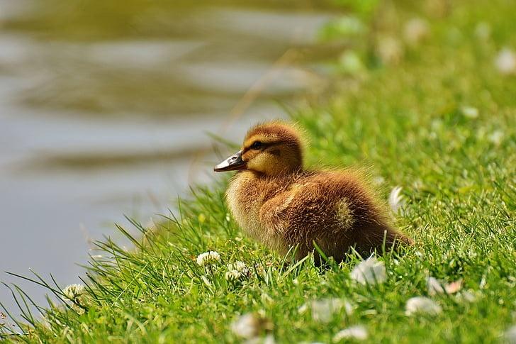 The sun shines brightly on a duckling, not ugly, on a bank of some body of water amidst grass and clover blooms.