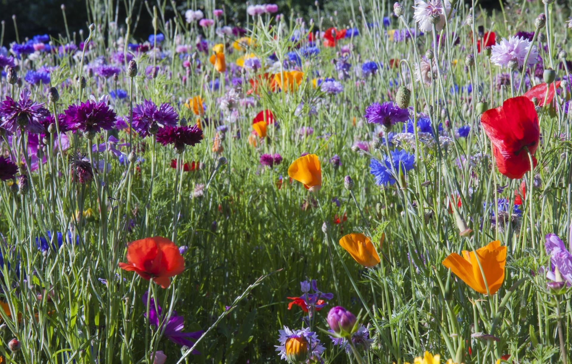A colorful patch of wildflowers in bloom symbolizes heterogeneity.